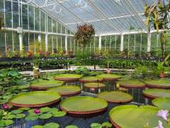 Waterlily-House-in Summer-Courstesy-Royal-Botanic-Gardens-Kew