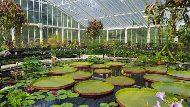 Waterlily-House-in Summer-Courstesy-Royal-Botanic-Gardens-Kew