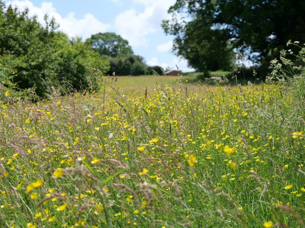 Everhot Cookers Rewilding site